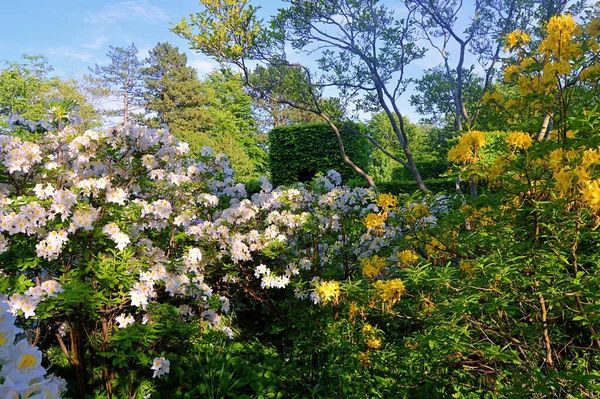 Flores Jardín Verano Flores Rododendro — Foto de Stock