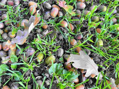 22.09.2025. Sonbaharın sembolü. Olgun meşe palamutlarını ve yerdeki meşe yapraklarını kapatın. Sonbahar ormanı konsepti. Sonbahar hediyeleri. Doğa güzelliği. Güzel meşe palamudu. Bir sürü küçük meşe palamudu