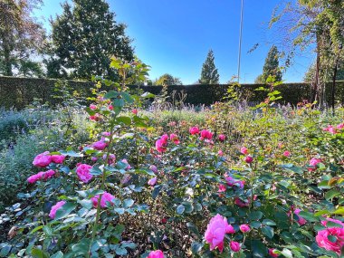 14.09.2025. Şehir parkında güzel bir gül çiçeği, Danimarka 'da Herrning. Gül çiçeği arkaplanı. Güllerin çiçek dokusu. Renkli gül çiçeği. Güller çiçek deseni