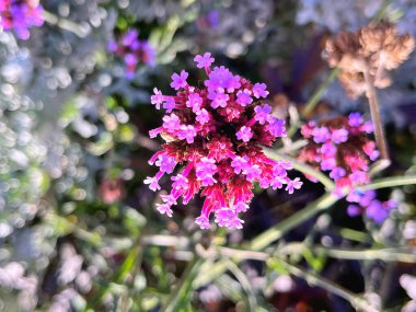 25.09.2025. Verbena Bonariensis çiçekleri bahçede çiçek açıyor. Botanik adı Verbena Bonariensis küçük yapraklı mor bir çiçektir.