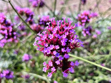 25.09.2025. Verbena Bonariensis çiçekleri bahçede çiçek açıyor. Botanik adı Verbena Bonariensis küçük yapraklı mor bir çiçektir.