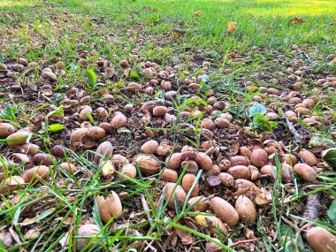 22.09.2025. Sonbaharın sembolü. Olgun meşe palamutlarını ve yerdeki meşe yapraklarını kapatın. Sonbahar ormanı konsepti. Sonbahar hediyeleri. Doğa güzelliği. Bir sürü küçük meşe palamudu