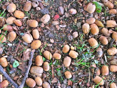 22.09.2025. Sonbaharın sembolü. Olgun meşe palamutlarını ve yerdeki meşe yapraklarını kapatın. Sonbahar ormanı konsepti. Sonbahar hediyeleri. Doğa güzelliği. Bir sürü küçük meşe palamudu