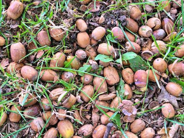 22.09.2025. Sonbaharın sembolü. Olgun meşe palamutlarını ve yerdeki meşe yapraklarını kapatın. Sonbahar ormanı konsepti. Sonbahar hediyeleri. Doğa güzelliği. Bir sürü küçük meşe palamudu