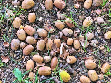 22.09.2025. Sonbaharın sembolü. Olgun meşe palamutlarını ve yerdeki meşe yapraklarını kapatın. Sonbahar ormanı konsepti. Sonbahar hediyeleri. Doğa güzelliği. Bir sürü küçük meşe palamudu