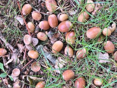 22.09.2025. Sonbaharın sembolü. Olgun meşe palamutlarını ve yerdeki meşe yapraklarını kapatın. Sonbahar ormanı konsepti. Sonbahar hediyeleri. Doğa güzelliği. Bir sürü küçük meşe palamudu
