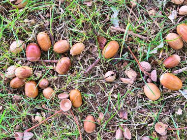 22.09.2025. Sonbaharın sembolü. Olgun meşe palamutlarını ve yerdeki meşe yapraklarını kapatın. Sonbahar ormanı konsepti. Sonbahar hediyeleri. Doğa güzelliği. Bir sürü küçük meşe palamudu