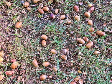 22.09.2025. Sonbaharın sembolü. Olgun meşe palamutlarını ve yerdeki meşe yapraklarını kapatın. Sonbahar ormanı konsepti. Sonbahar hediyeleri. Doğa güzelliği. Bir sürü küçük meşe palamudu