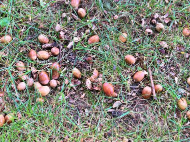 22.09.2025. Sonbaharın sembolü. Olgun meşe palamutlarını ve yerdeki meşe yapraklarını kapatın. Sonbahar ormanı konsepti. Sonbahar hediyeleri. Doğa güzelliği. Bir sürü küçük meşe palamudu