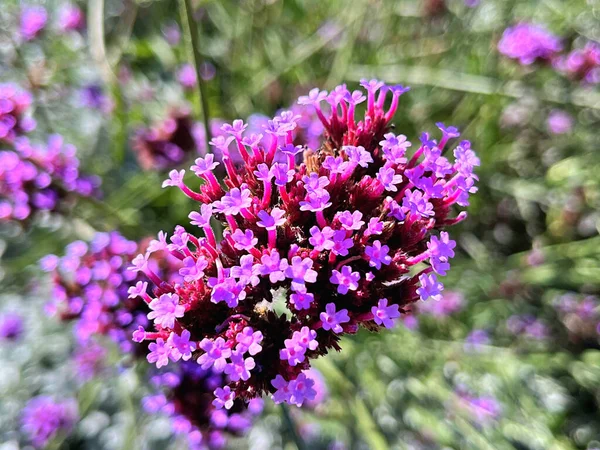 25.09.2025. Verbena Bonariensis çiçekleri bahçede çiçek açıyor. Botanik adı Verbena Bonariensis küçük yapraklı mor bir çiçektir.
