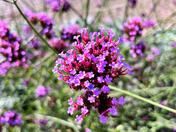 25.09.2025. Verbena Bonariensis çiçekleri bahçede çiçek açıyor. Botanik adı Verbena Bonariensis küçük yapraklı mor bir çiçektir.