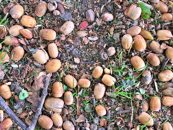 22.09.2025. Sonbaharın sembolü. Olgun meşe palamutlarını ve yerdeki meşe yapraklarını kapatın. Sonbahar ormanı konsepti. Sonbahar hediyeleri. Doğa güzelliği. Bir sürü küçük meşe palamudu