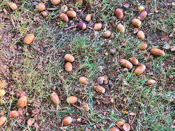 22.09.2025. Sonbaharın sembolü. Olgun meşe palamutlarını ve yerdeki meşe yapraklarını kapatın. Sonbahar ormanı konsepti. Sonbahar hediyeleri. Doğa güzelliği. Bir sürü küçük meşe palamudu