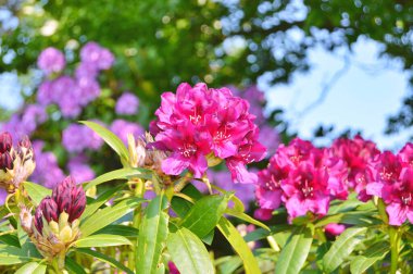 24.06.2025. Azalea çiçeği, kırmızı renk. Bahar bahçesinde çiçek açan mor açelyalar. Rhododendron 'un yatay yakın plan görüntüsü