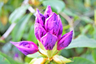 Şehir parkında Rhododendron veya Azalea çiçekleri, Herning