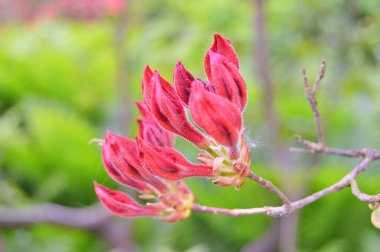 Şehir parkında Rhododendron veya Azalea çiçekleri, Herning