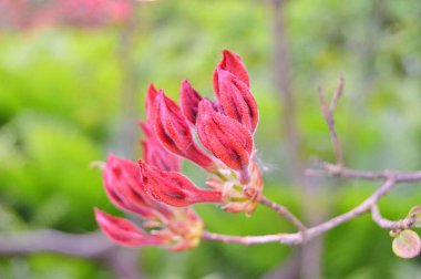 Şehir parkında Rhododendron veya Azalea çiçekleri, Herning