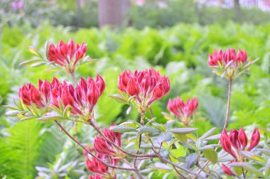 Şehir parkında Rhododendron veya Azalea çiçekleri, Herning