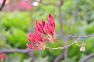 Şehir parkında Rhododendron veya Azalea çiçekleri, Herning