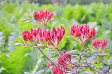 Şehir parkında Rhododendron veya Azalea çiçekleri, Herning