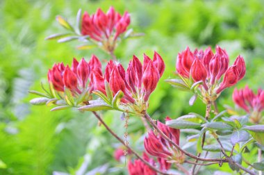 Şehir parkında Rhododendron veya Azalea çiçekleri, Herning