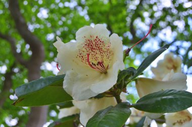 Şehir parkında Rhododendron veya Azalea çiçekleri, Herning
