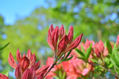 Şehir parkında Rhododendron veya Azalea çiçekleri, Herning