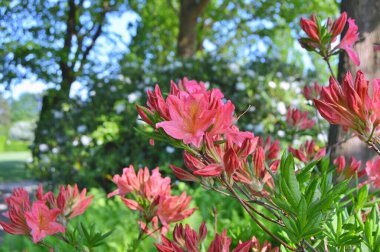 Şehir parkında Rhododendron veya Azalea çiçekleri, Herning