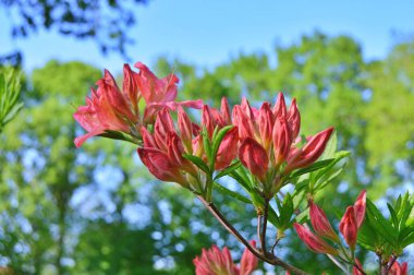 Şehir parkında Rhododendron veya Azalea çiçekleri, Herning