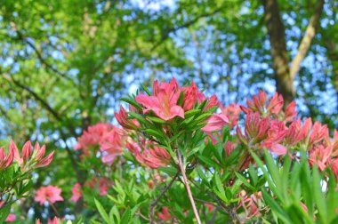 Şehir parkında Rhododendron veya Azalea çiçekleri, Herning