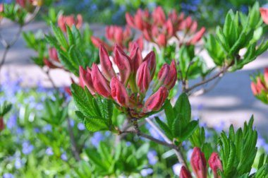 Şehir parkında Rhododendron veya Azalea çiçekleri, Herning