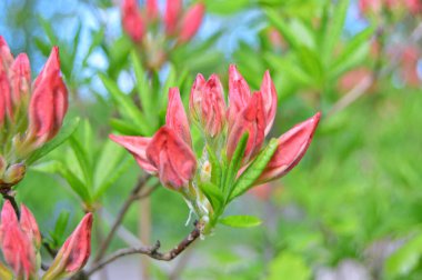 Şehir parkında Rhododendron veya Azalea çiçekleri, Herning