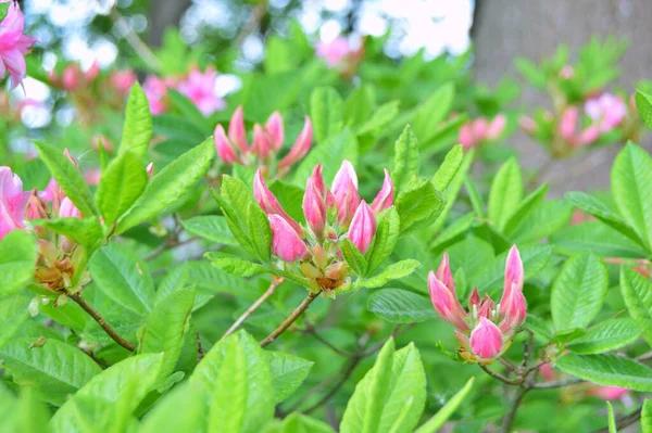 Şehir parkında Rhododendron veya Azalea çiçekleri, Herning
