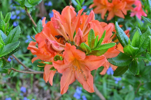 Şehir parkında Rhododendron veya Azalea çiçekleri, Herning