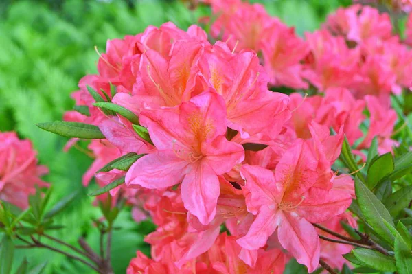 Şehir parkında Rhododendron veya Azalea çiçekleri, Herning