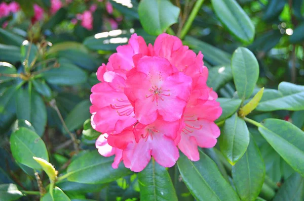 Şehir parkında Rhododendron veya Azalea çiçekleri, Herning