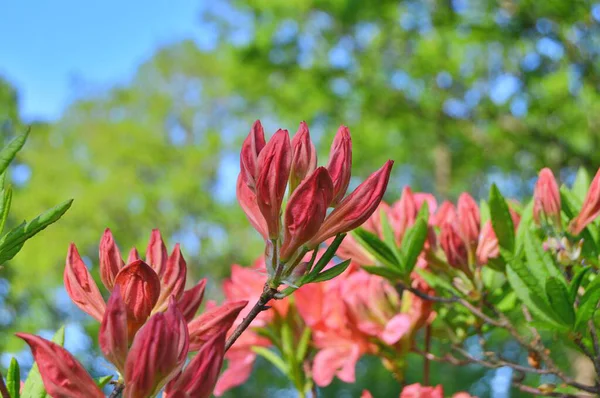 Şehir parkında Rhododendron veya Azalea çiçekleri, Herning