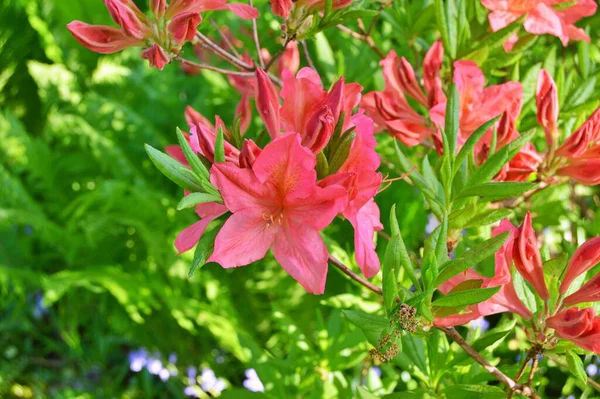 Şehir parkında Rhododendron veya Azalea çiçekleri, Herning