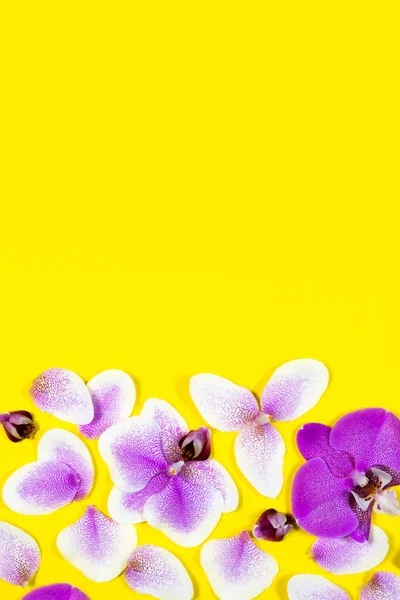 Purple orchid flower pattern on yellow background. Tropical floral border pattern. Vertical story template