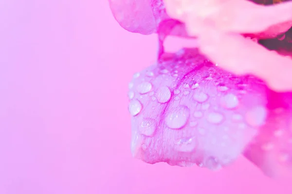 Neon ışığına çiy damlalarıyla çiçek açan Eustoma çiçeği. lisianthus makro seçici odaklanma. Mavi mor mor floresan. Yaz makro çiçekli arkaplan tasarım afişi kopyalama alanı ile şablon
