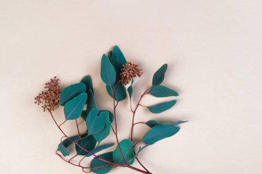 Okaliptüs yeşili bir dal. Yazın doğal arka plan. Üst görünüm parlak pastel duvar kağıdı, kopyalama alanı olan pankart şablonu