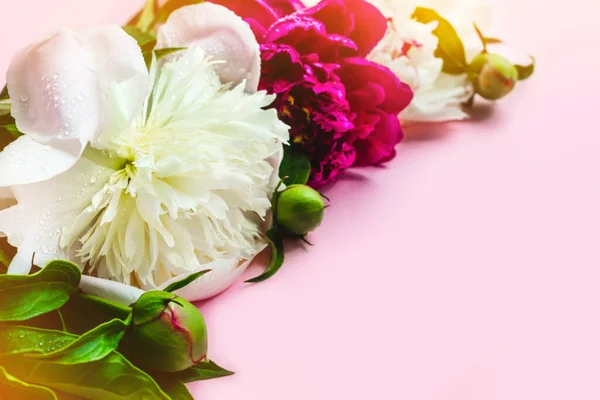 Фиолетовые Белые Пионы Мягком Розовом Фоне Красивая Поздравительная Открытка Копировальным — стоковое фото