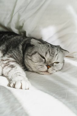 İskoç gri kedisi sıcak güneş ışığında yatakta yatıyor. Çizgili hayvan rahatlar, uyur, yatak odasında uyur. Sıcak bir sabah.