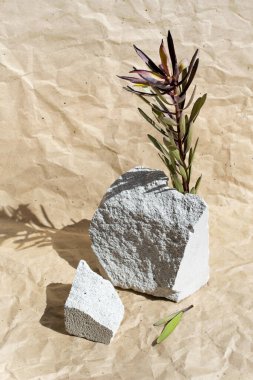 Kozmetik için yaratıcı gri taş podyum ya da kahverengi bej el işi kağıt zemin üzerinde ürünler. Beton sunum kaidesi ve yeşil bitki gölgesi olan modern bir düzen. Moda konsepti. Pazarlama sahnesi.