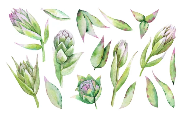 Green flower buds and leaves. Set of watercolor images. — Zdjęcie stockowe