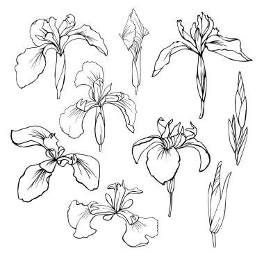 Vektör görüntüler kümesi. Süsen kuşlarının birleşik çizimi.