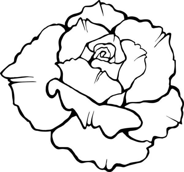 Vektorbild Einer Rose Schwarze Umrisse Auf Weißem Hintergrund — Stockvektor