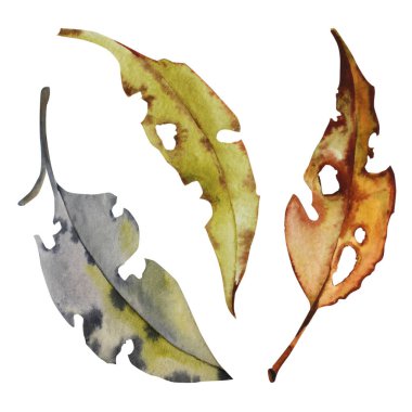 Çok renkli sonbahar yaprakları. Beyaz arkaplanda suluboya çizimler.