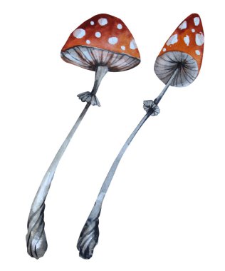 Amanita mantarı. Beyaz arka planda mantar resmi. Cadılar Bayramı.