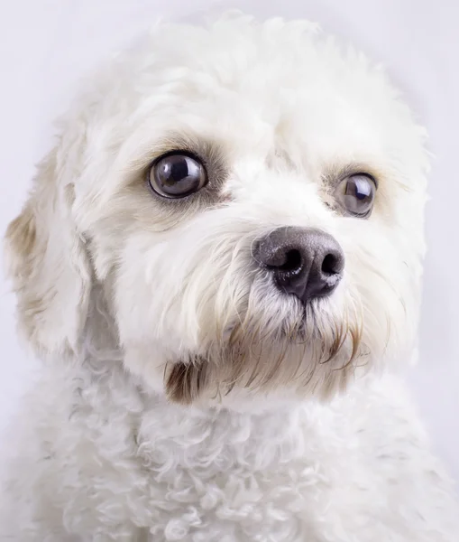 Cavapoo oyuncak köpek